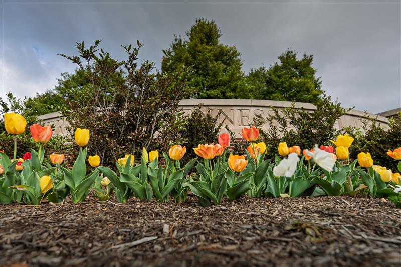 A low-angle shot of a bed of yellow, orange, and red tulips in full bloom. Behind the flowers, green bushes partially obscure a stone wall with the word 'TENNESSEE' carved into it, under an overcast sky.