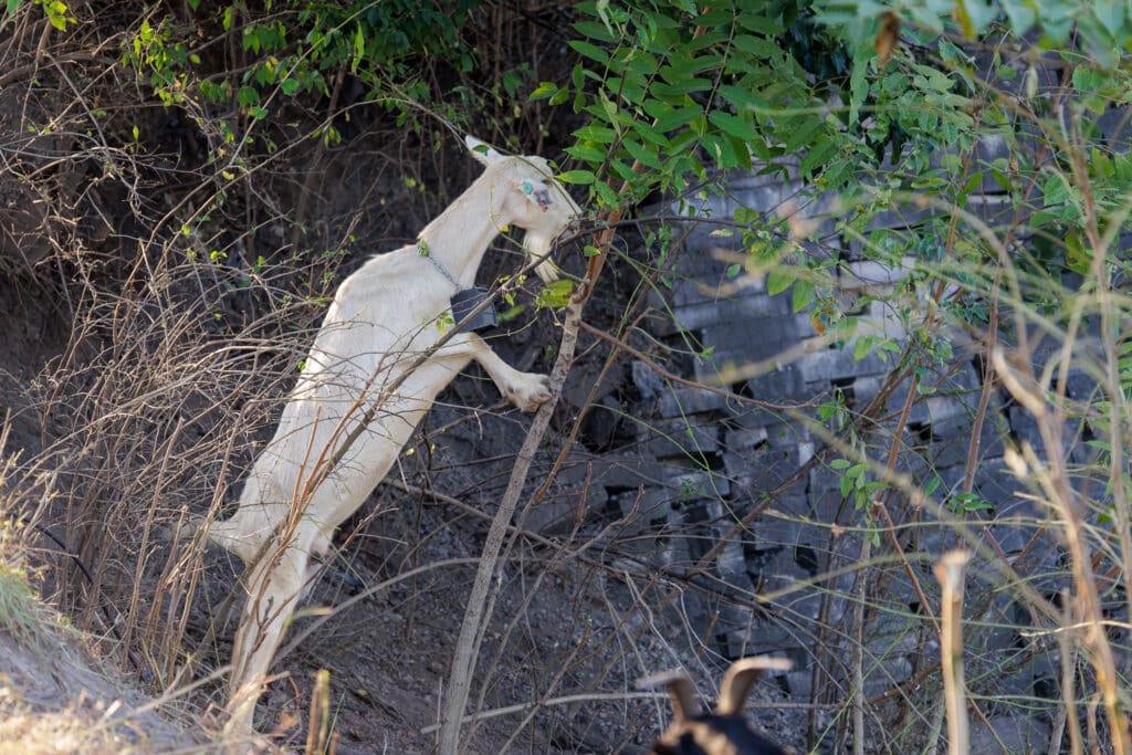 White goat standing on its hind legs to eat leaves from a small tree.