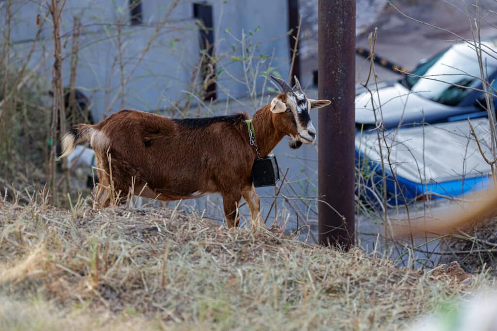 Brown goat wearing a collar-mounted device standing on a brushy slope above parked cars.