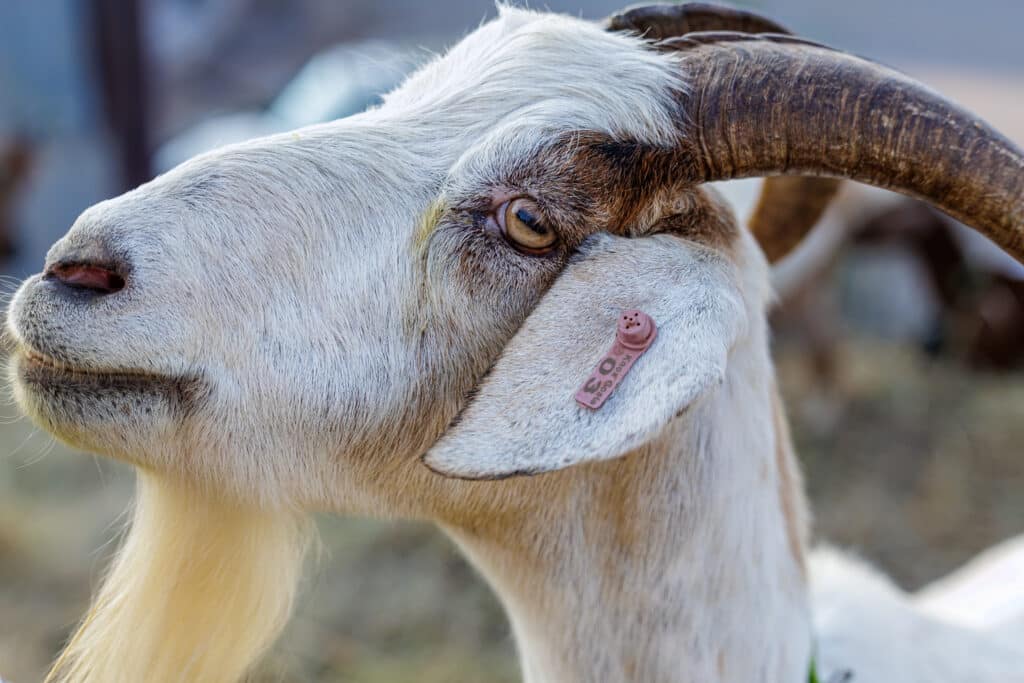 Close-up profile of a white goat with large curved horns and a pink ear tag.
