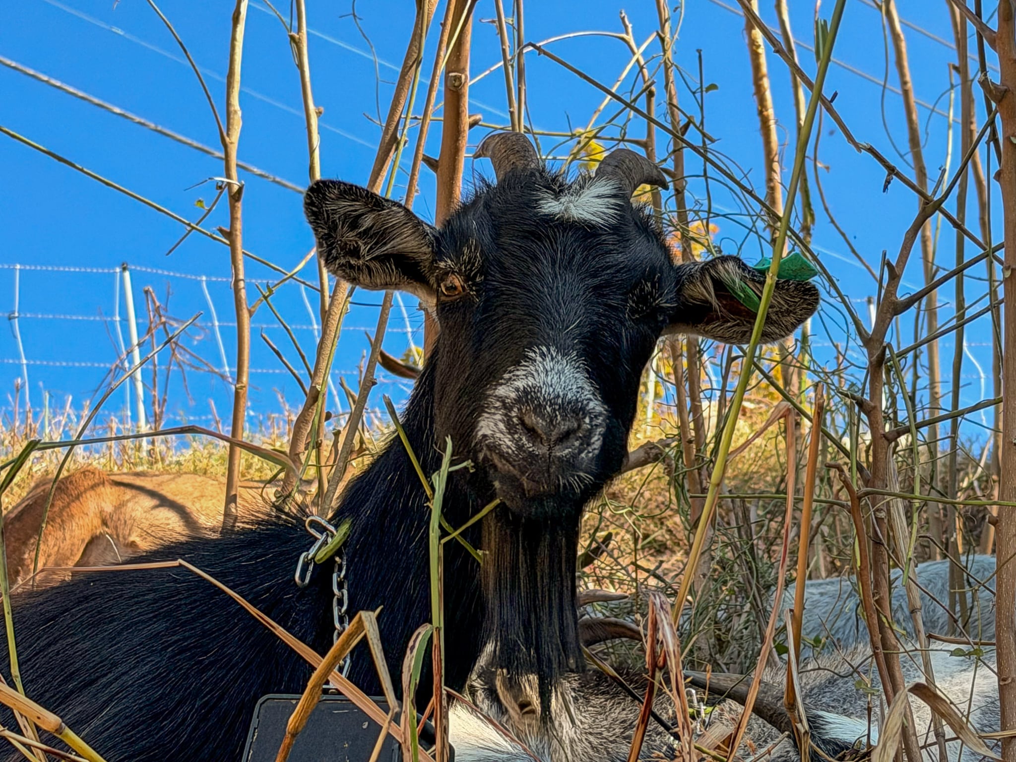 A black goat with white markings and small horns looks directly at the camera, surrounded by bare branches and green leaves, with a blue sky in the background.