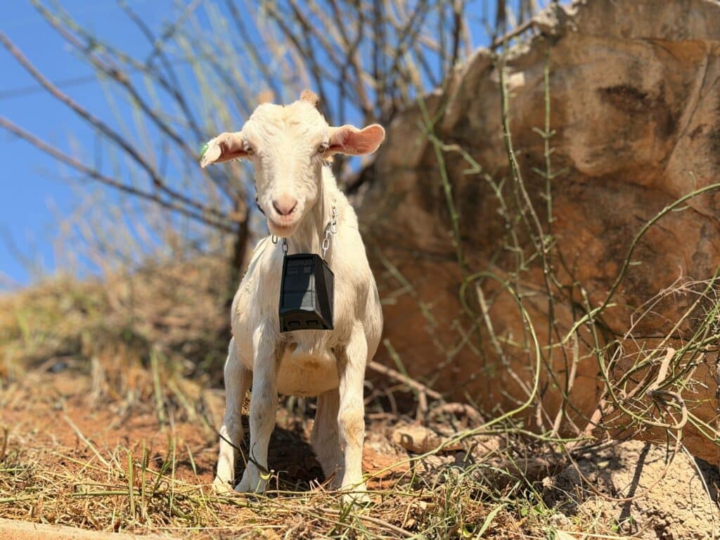 White goat wearing a collar-mounted device stands facing the camera on a dry, rocky slope.