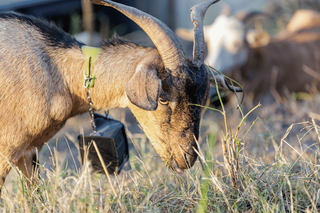 Close-up of a brown goat with curved horns eating dry vegetation.