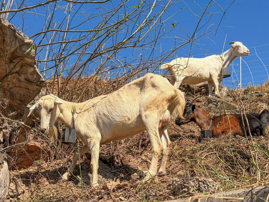 Several goats graze on a steep, brush-covered hillside beneath a clear blue sky.